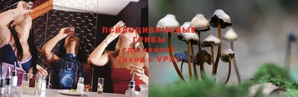 прущие грибы Верея